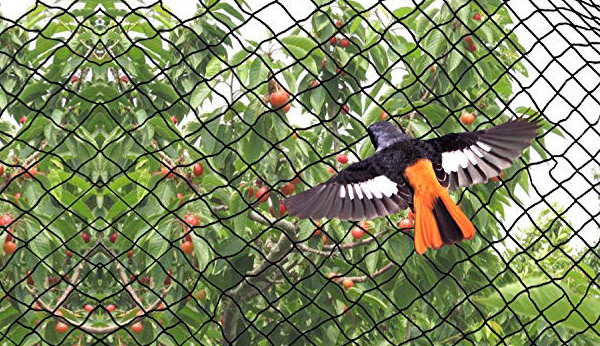 Anti Bird Net In Vijayawada 
