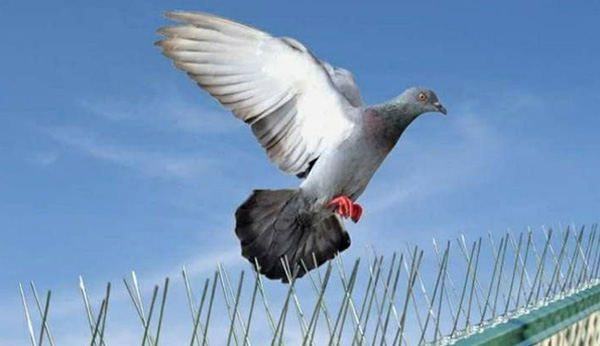 Bird Spikes Safety Nets In Vijayawada 
