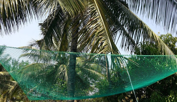 Coconut Tree Net in Vijayawada 
