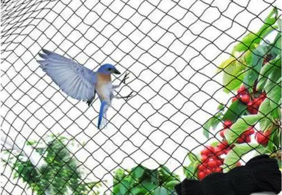 Anti Bird Net In Bandlaguda : Call: 8179262375 Now for Fixing