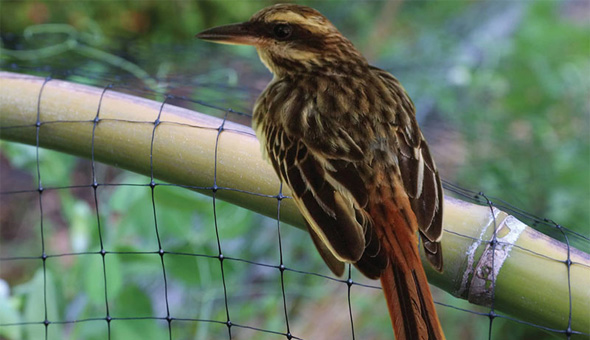 Bird Netting In Suchitra
