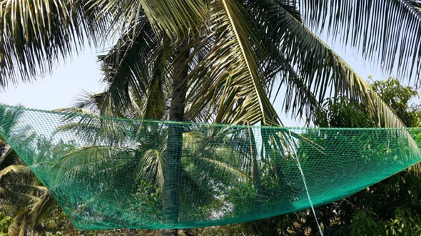 Coconut Tree Net In Vijayawada