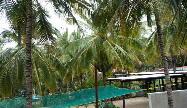 Coconut Tree Net in vijayawada 
